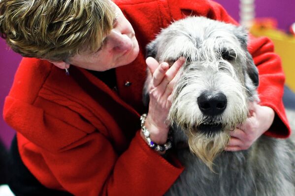 138-я выставка собак Вестминстер кеннел клаб дог-шоу (Westminster Kennel Club Dog Show) в Нью-Йорке