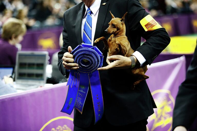 138-я выставка собак Вестминстер кеннел клаб дог-шоу (Westminster Kennel Club Dog Show) в Нью-Йорке