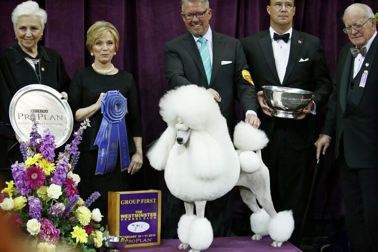 138-я выставка собак Вестминстер кеннел клаб дог-шоу (Westminster Kennel Club Dog Show) в Нью-Йорке