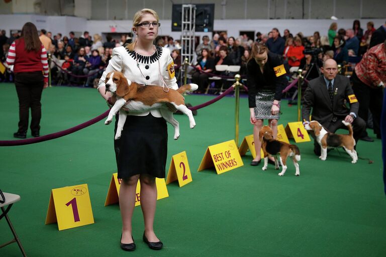 138-я выставка собак Вестминстер кеннел клаб дог-шоу (Westminster Kennel Club Dog Show) в Нью-Йорке