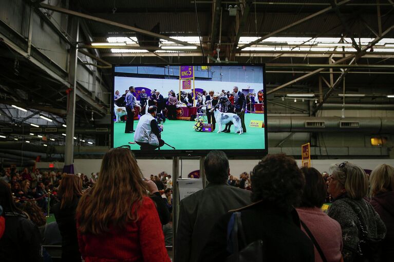 138-я выставка собак Вестминстер кеннел клаб дог-шоу (Westminster Kennel Club Dog Show) в Нью-Йорке