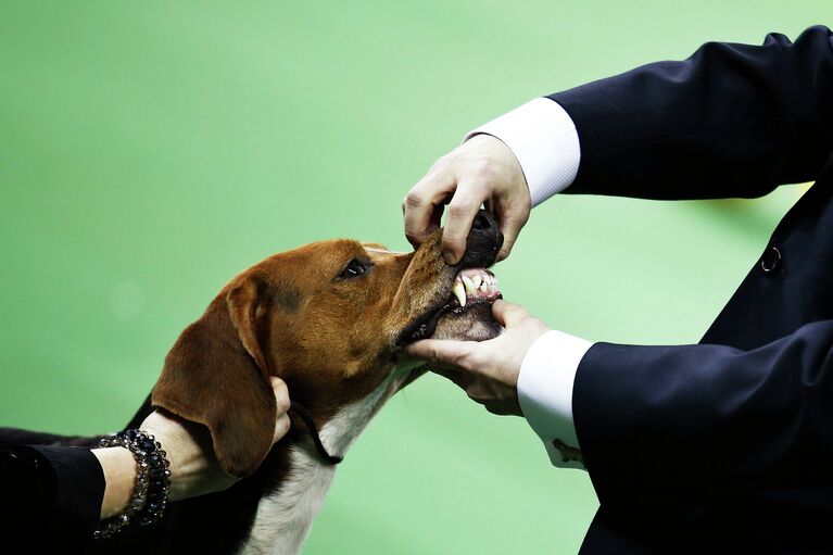 138-я выставка собак Вестминстер кеннел клаб дог-шоу (Westminster Kennel Club Dog Show) в Нью-Йорке