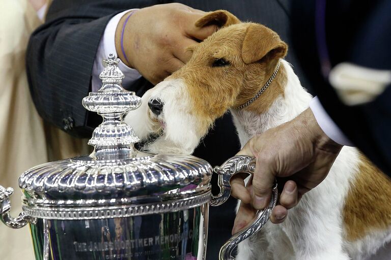 138-я выставка собак Вестминстер кеннел клаб дог-шоу (Westminster Kennel Club Dog Show) в Нью-Йорке