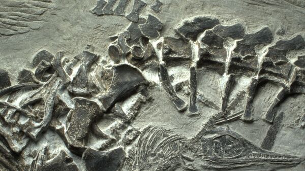 Фотография останков древнего ихтиозавра и детенышей в его утробе, архивное фото