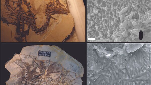 Останки и меланосомы пушистого бэйпяозавра и древней протоптицы