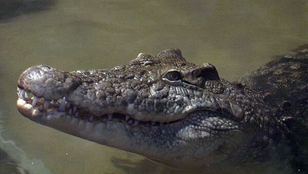 Крокодил Йо-Йо, лемуры и мармозетки – кто развлекает гостей ОИ в зоопарке Сочи