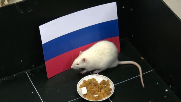 Крыса-патриот: как томский Шурик нагадал победу российским хоккеистам
