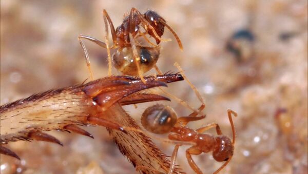 Безумные муравьи очищают себя от яда их огненных конкурентов