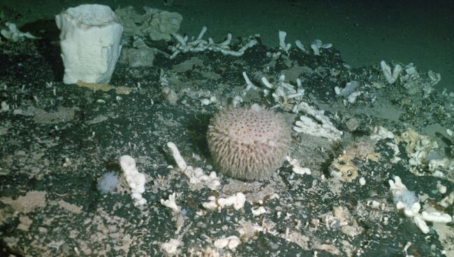 Морские губки и кораллы. Архивное фото