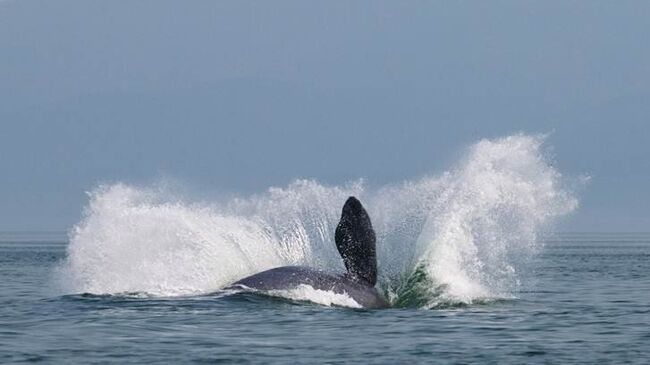 Гренландский кит. Архивное фото Гренландский кит. Архивное фото