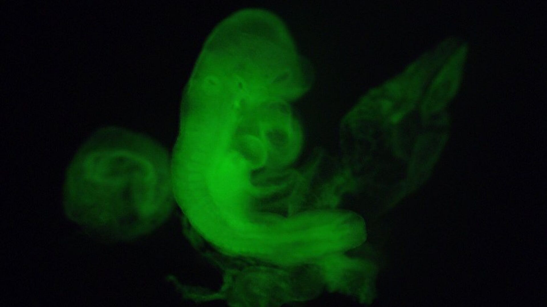 В работе японских ученых, которая вызвала подозрения коллег, мышиным эмбрионам вводились стволовые клетки, полученные из обычных при помощи кислоты - РИА Новости, 1920, 06.12.2019