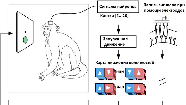 Эксперимент авторов статьи в общем виде. Иллюстрация из статьи.