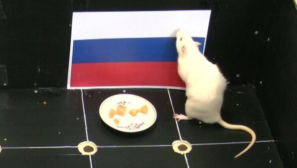Только Россия: как крыса из Томска снова нагадала победу хоккеистам РФ
