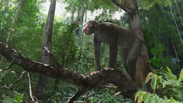 Ранние обезьяны проконсулы жили во влажных теплых тропических лесах на востоке экваториальной Африки