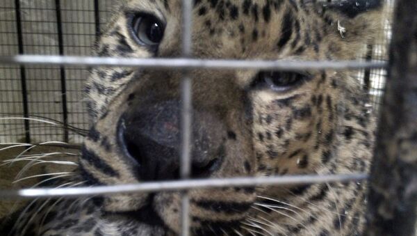 Леопард Агат из Томского центра помощи диким животным