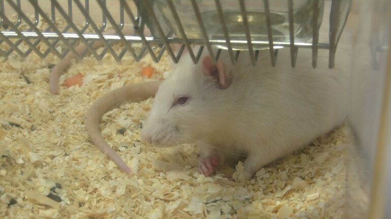 Неправильный прогноз: томская крыса Шурик вернется в виварий Неправильный прогноз: томская крыса Шурик вернется в виварий