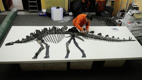 Скелет стегозавра в Красноярском краеведческом музее