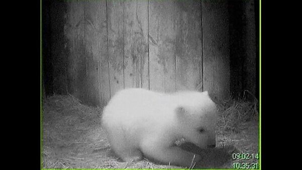 Белый медвежонок учится ходить в берлоге в Ленинградском зоопарке