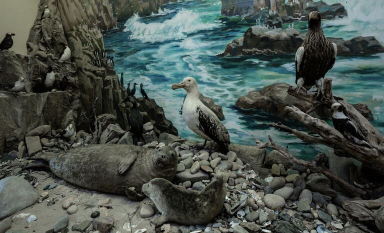 Зоологическая экспозиция в музее имени Арсеньева во Владивостоке