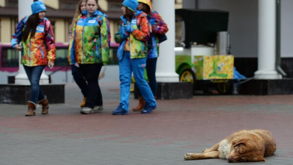 Собаки на улицах олимпийского Сочи, архивное фото
