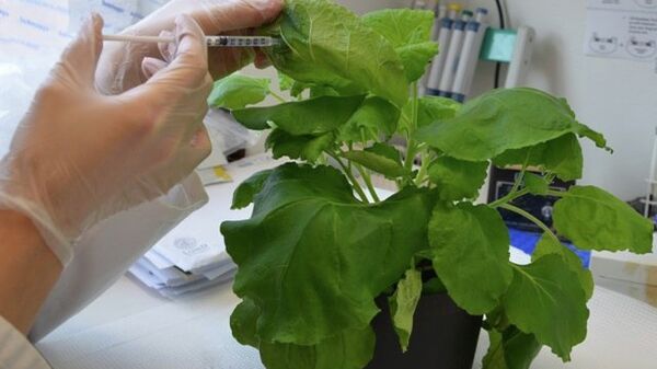 Ученый вводит раствор с “перепрограммирующими” бактериями в листья табака