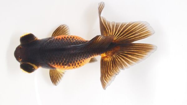 Веерохвост аквариумная золотая рыбка