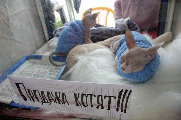 Котята В Новосибирске Фото
