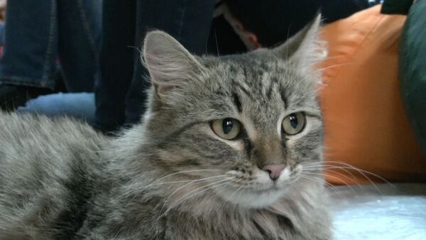 Доктор с хвостом: томские эксперты рассказали, от чего лечат кошки
