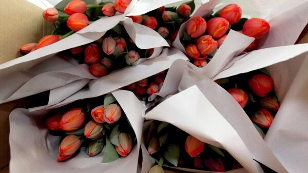 Букеты тюльпанов в теплице, архивное фото