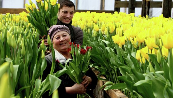 Сбор тюльпанов в теплице Владивостока