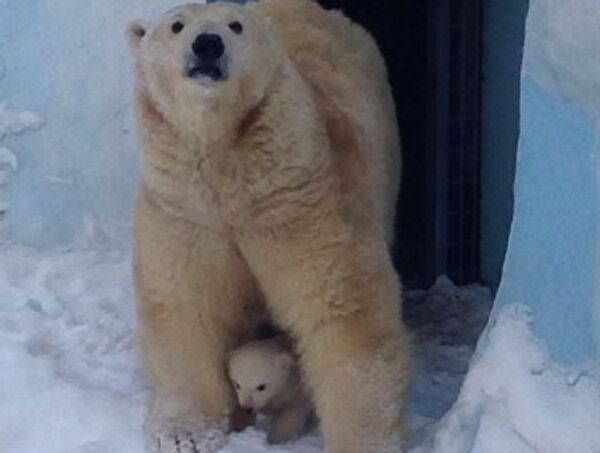 Первые фотографии маленького медвежонка в Новосибирском зоопарке