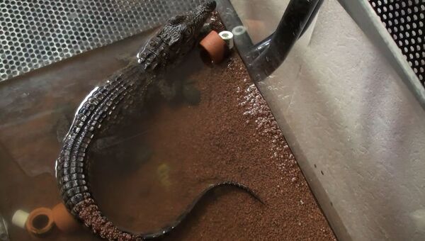 Найденный в Петербурге крокодил поселился в аквариуме ЖКС