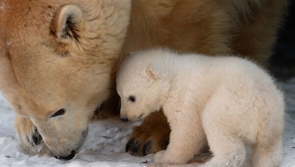 Новорожденный медвежонок в зоопарке Новосибирска