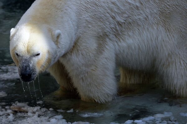 Новосибирский белый медвежонок вышел на прогулку: первая фотосессия