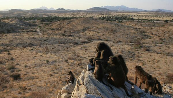 Медвежьи павианы (Papio ursinus), обитающие на территории Парка природы в окрестностях города Цаобис в Намибии