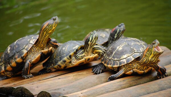 Красноухие черепахи. Архивное фото