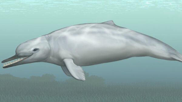 Так художник представил себе древнего зубатого кита  Cotylocara macei, который мог первым освоить эхолокацию