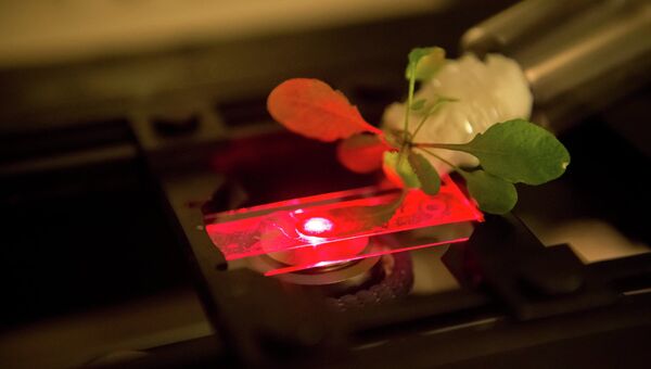 Ученые измеряют эффективность фотосинтеза в листе растения с углеродными нанотрубками