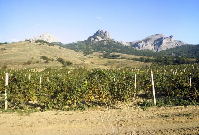 Виноградники Крыма