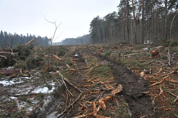 Место вырубки в Цаговском лесу для строительства новой трассы