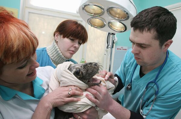 Детеныш нерпы в ветеринарной клинике Айболит