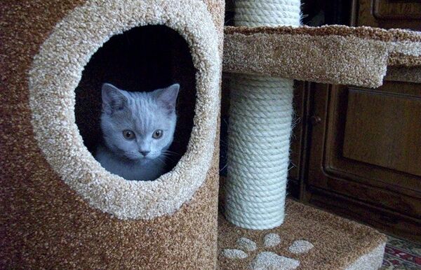 Как обустроить кошкин дом в квартире