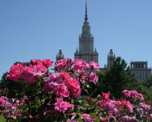 Цветение роз в Ботаническом саду