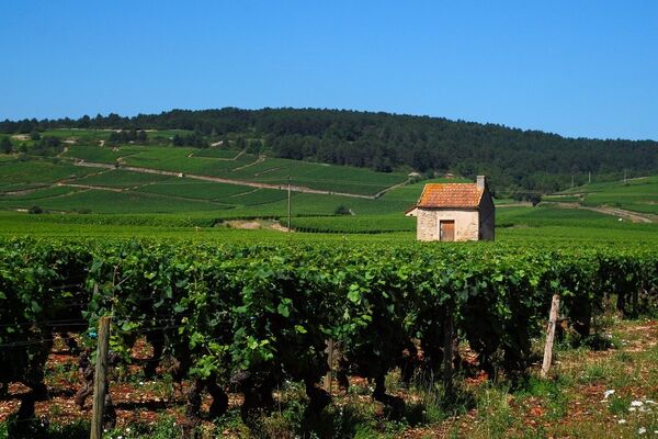 виноградники Бургундии во Франции