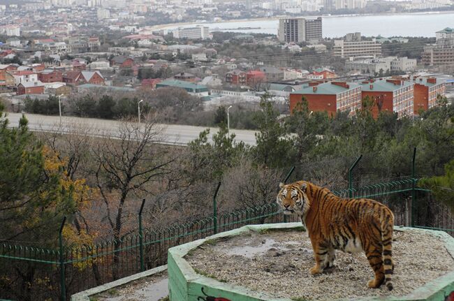 Тигрица в вольере Сафари-парка в Геленджике