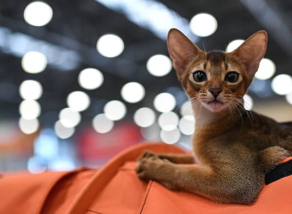 Международная выставка кошек Кэтсбург 2016