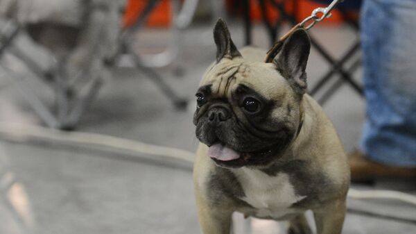 Собака породы французский бульдог на Международной выставке собак Евразия