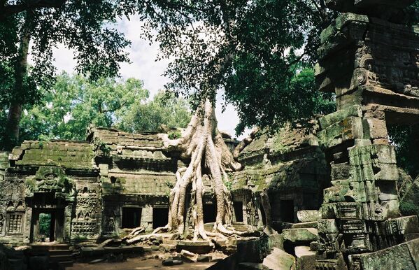 Деревья в комплексе Ангкор-Ват