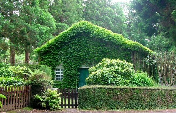 Дом в Португалии, заросший зеленью