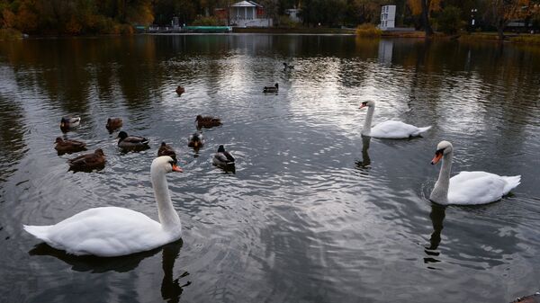 Лебеди и утки в пруду Парка Горького в Москве